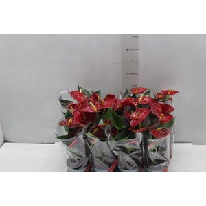 ANTHURIUM RED SUCCESS P09