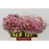 Blushing Bride Pink 6/9 Flowers