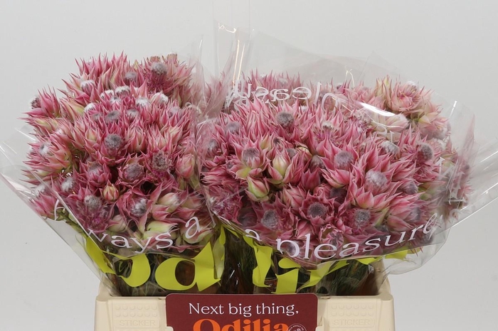 <h4>Blushing Bride Pink 6/9 Flowers</h4>