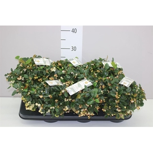 Gaultheria Procumb Ciao Bella White