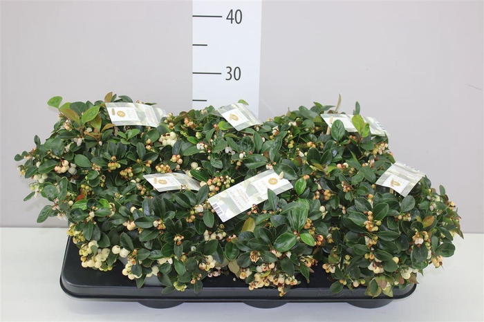 <h4>Gaultheria Procumb Ciao Bella White</h4>