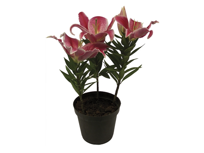 LIRIO P15 ROSA