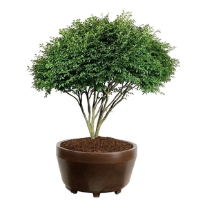Euonymus alatus 'Compactus'