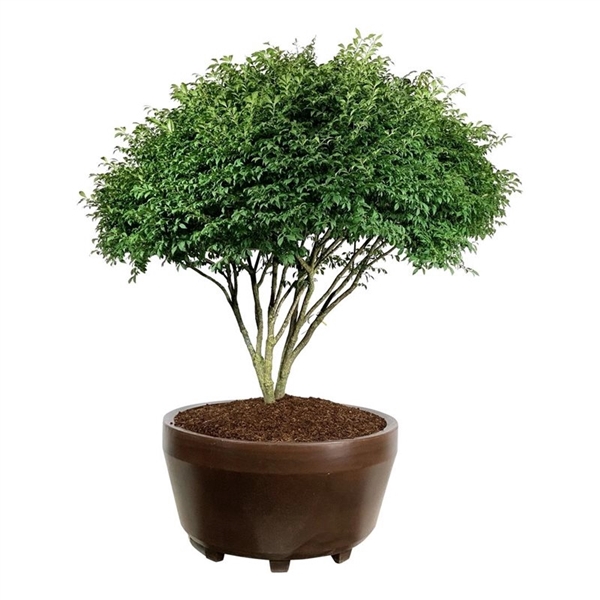 <h4>Euonymus alatus 'Compactus'</h4>