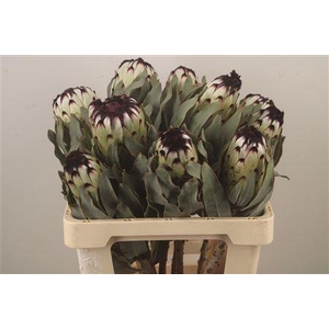 Protea Mag Niobe