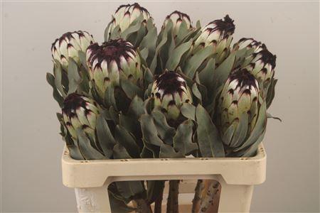 <h4>Protea Mag Niobe</h4>
