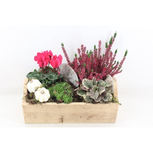 arr4 Outdoor VL - Kist naturel 338/2