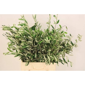 OLEA EUROPAEA BS