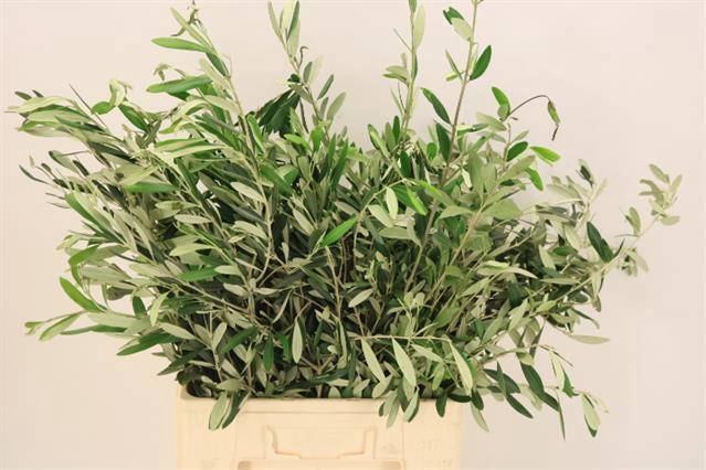 <h4>OLEA EUROPAEA BS</h4>