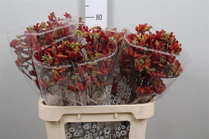 <h4>Anigoz Early Spring</h4>