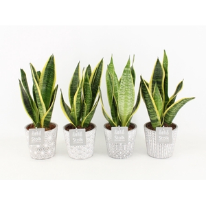 Sansevieria trifasciata Futura Superba in Star Pot