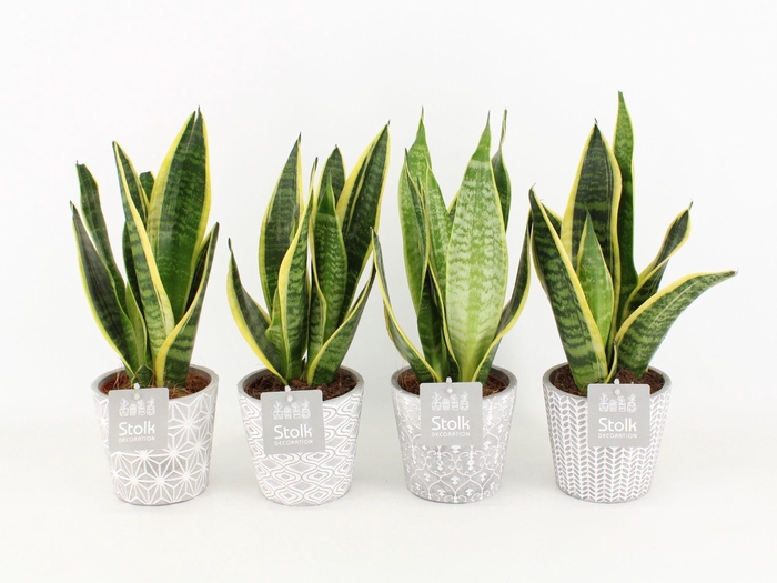 <h4>Sansevieria trifasciata Futura Superba in Star Pot</h4>