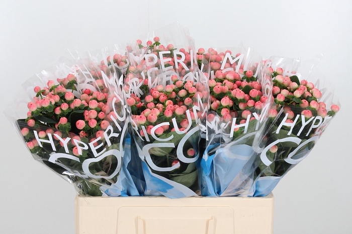 <h4>Hyp Coco Tiamo</h4>