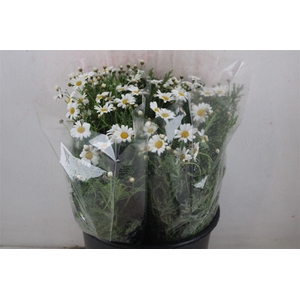 Margriet White Extra P Stem