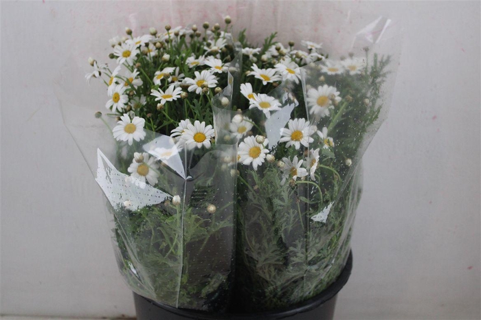 <h4>Margriet White Extra P Stem</h4>