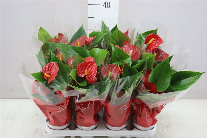 <h4>Anth An Diamond Red A2</h4>