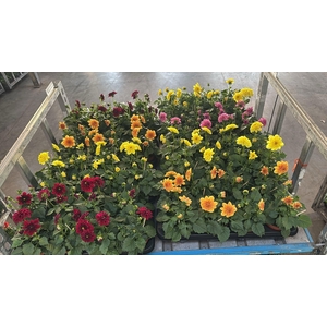 arr8 Dahlia Mixk 5 Kl 1 Kleur Per Tray