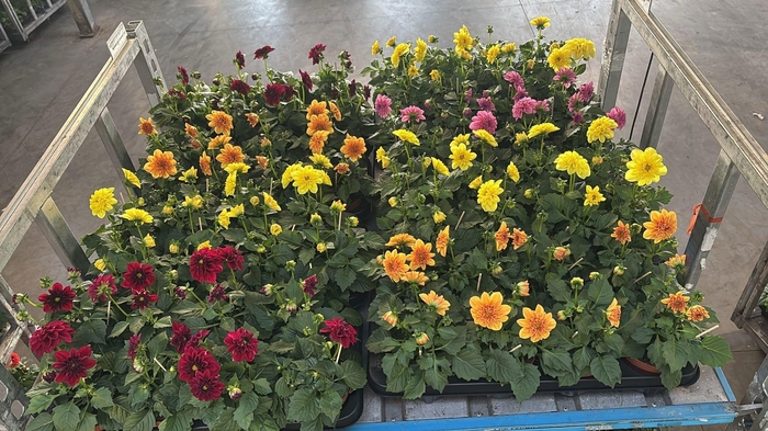 <h4>arr8 Dahlia Mixk 5 Kl 1 Kleur Per Tray</h4>