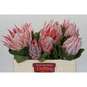 Protea Cynaroides