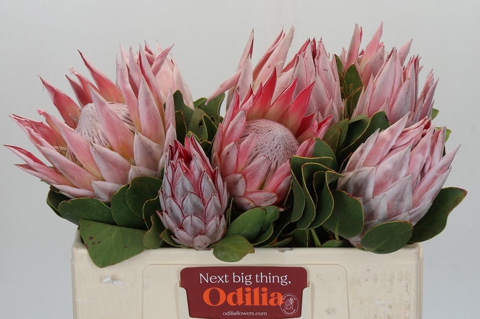 <h4>Protea Cynaroides</h4>