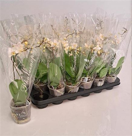 <h4>Phal Mf F Soft Cloud 2 Branches 18+20% Vertakt</h4>