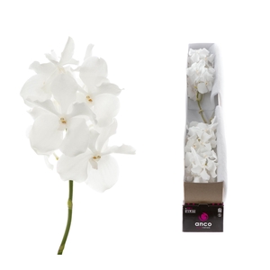 Vanda Ansu No.1 X4