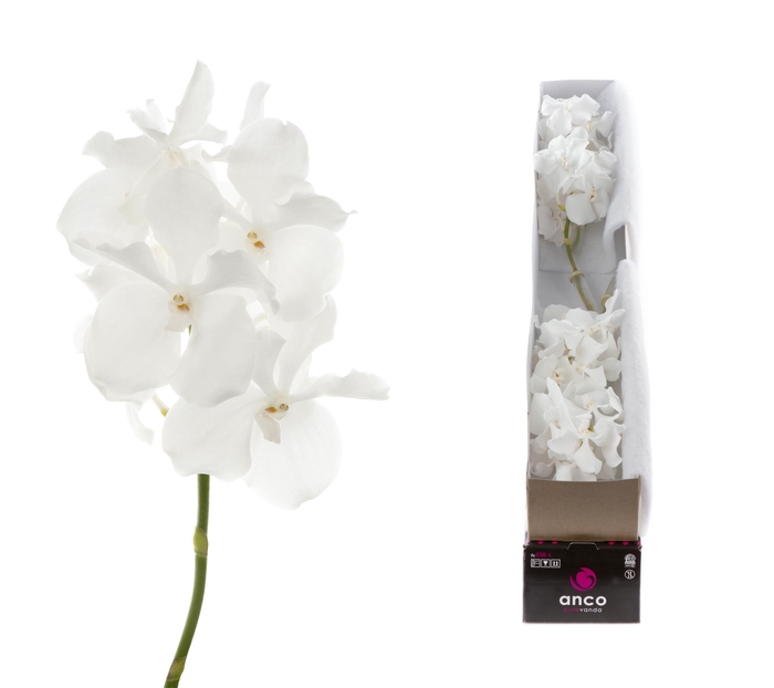 <h4>Vanda Ansu No.1 X4</h4>