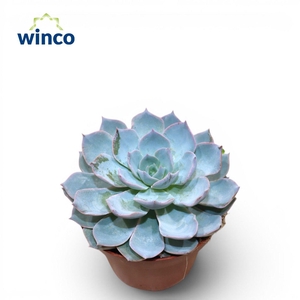 Echeveria Colorata