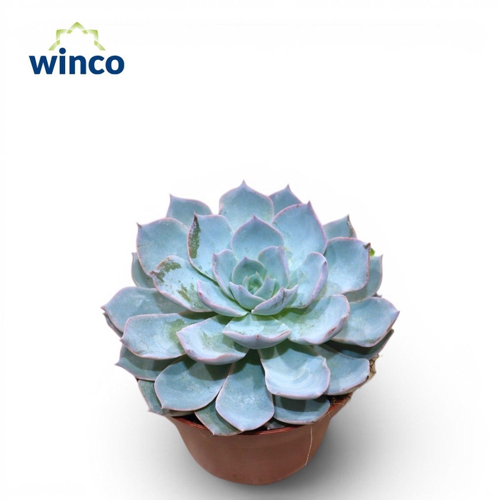 <h4>Echeveria Colorata</h4>