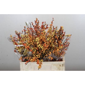 Ilex verticillata cresgold