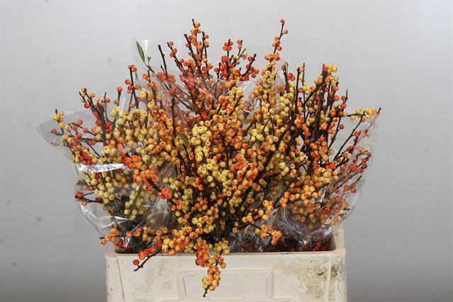 <h4>Ilex verticillata cresgold</h4>