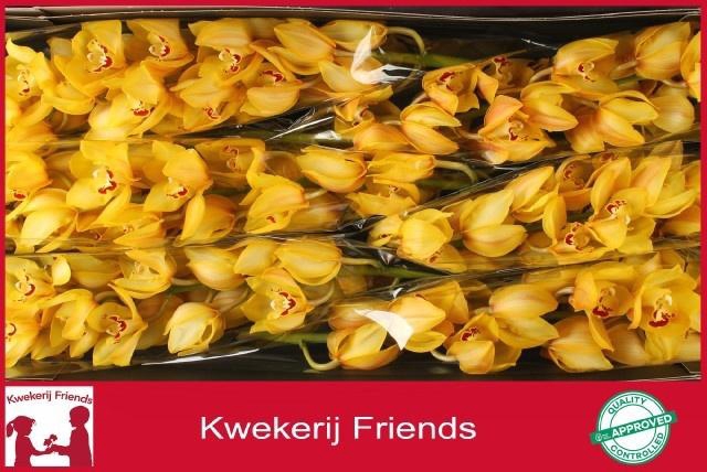 <h4>CYMB T YELLOW KING</h4>