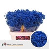Chamelaucium DYED Blue Dark