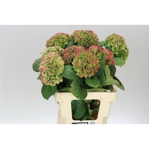 Hyd Lolly Pop Green Red Classic