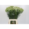 Ammi Visnaga