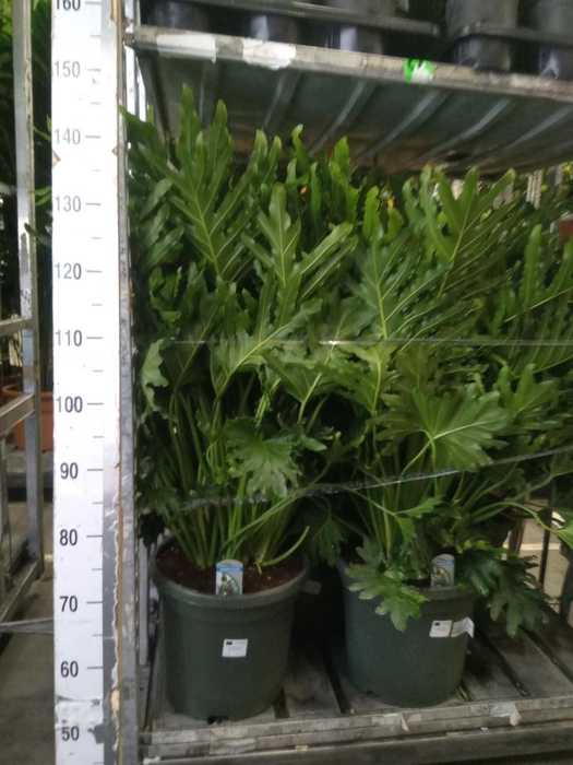 <h4>Philodendron   ...</h4>