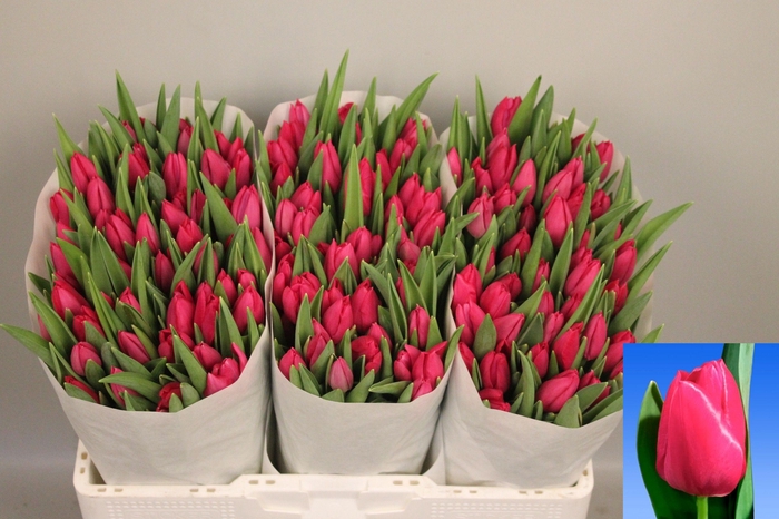 <h4>TU EN PINK ARDOUR</h4>