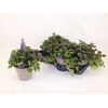 Ajuga Rept