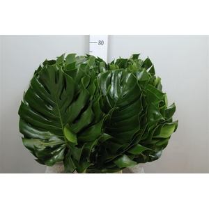 Monstera Blad 35cm Ø