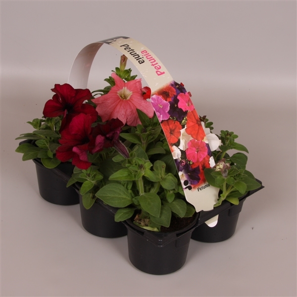 <h4>Petunia gemengd 6p</h4>