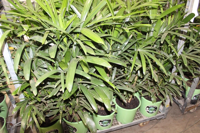 <h4>PALMEIRA RAPHIS P24</h4>