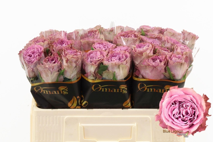 <h4>R GR BLUE LAGOON</h4>