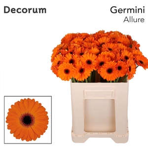 GERMINI ALLURE GE MI ALLURE EMMER X