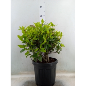 Laurus nobilis