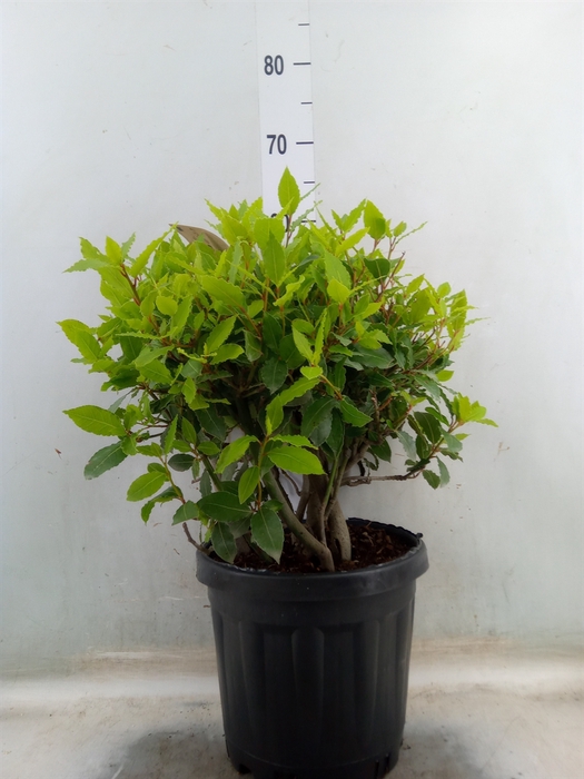 <h4>Laurus nobilis</h4>
