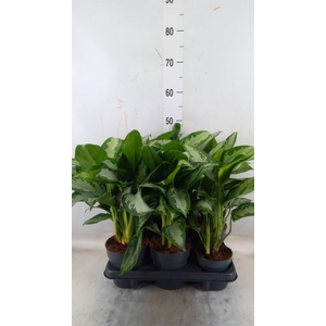 Aglaonema  'Jubilee'