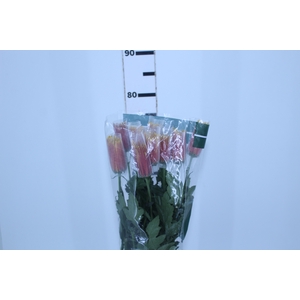 ANASTASIA CHISPA 080 CM BICOLOR