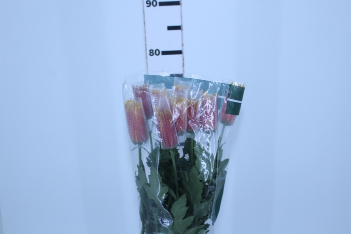 ANASTASIA CHISPA 080 CM BICOLOR