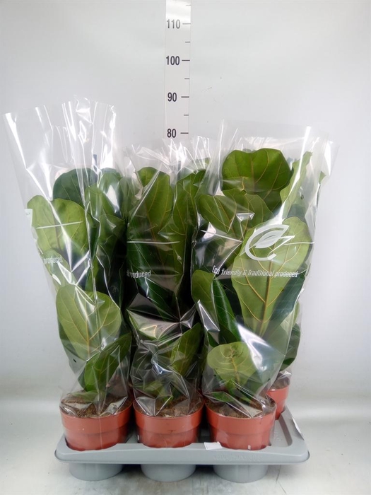 <h4>Ficus lyrata</h4>