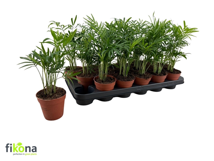 arr8 Chamaed Elegans